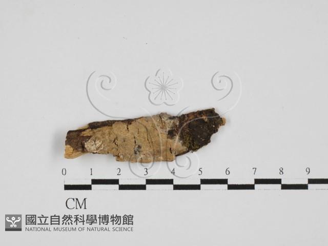 登錄號:F0014936藏品圖，第1張