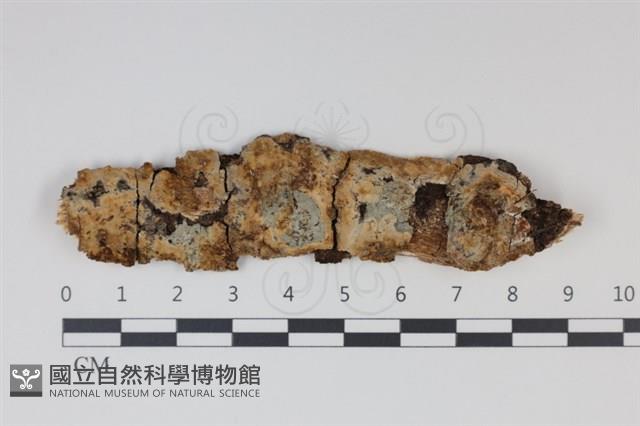 雲南無扣菌藏品圖，第1張