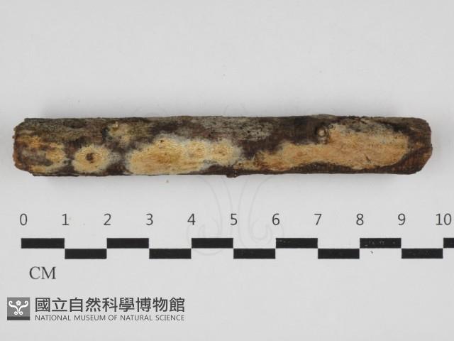 登錄號:F0032936藏品圖，第1張