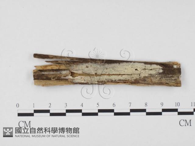 冇骨消絲齒菌藏品圖，第1張