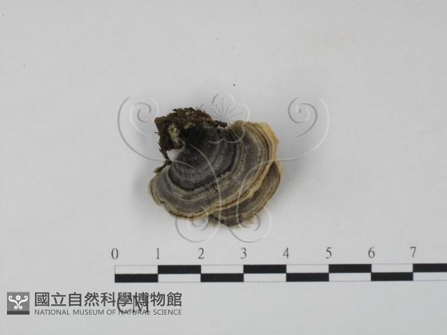 雲芝藏品圖，第1張