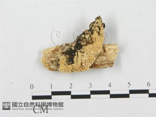 登錄號:F0005936藏品圖，第1張