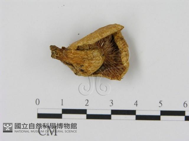 乳菇屬藏品圖，第1張