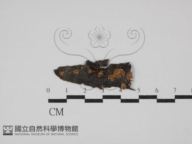 登錄號:F0029936藏品圖，第1張