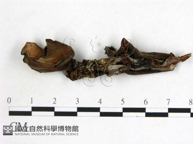 登錄號:F0009936藏品圖，第1張