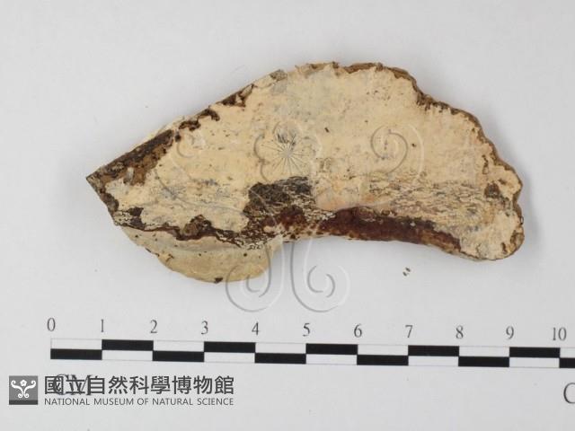 登錄號:F0023936藏品圖，第1張