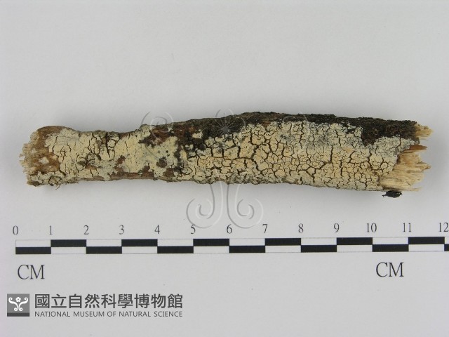 登錄號:F0003936藏品圖，第1張