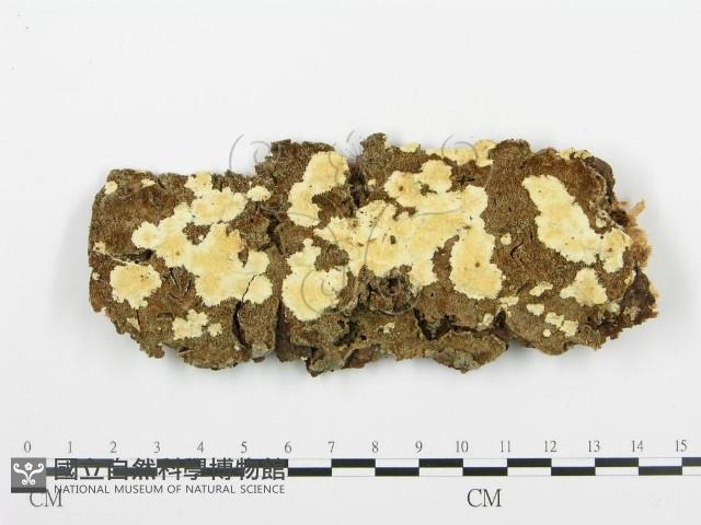 登錄號:F0013936藏品圖，第1張