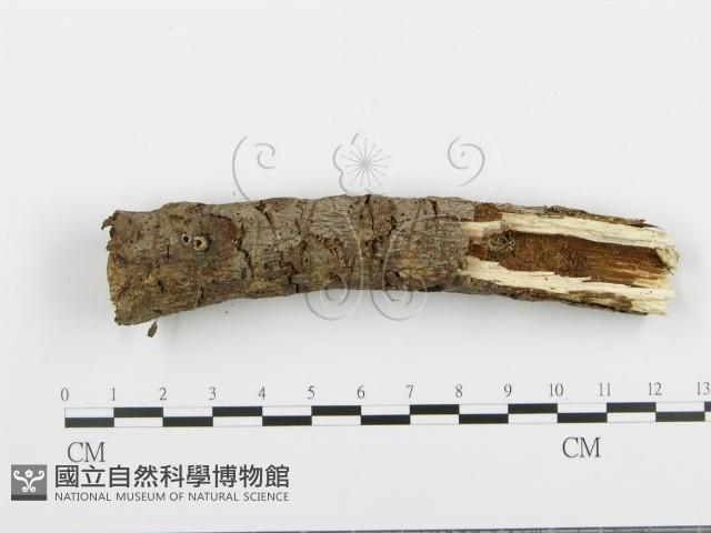 阿太菌屬藏品圖，第1張