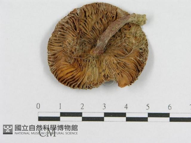 登錄號:F0010636藏品圖，第1張