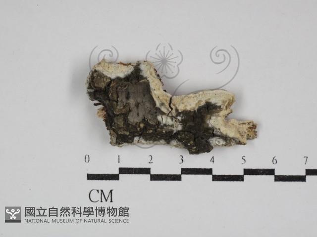 擬筍殼菌屬藏品圖，第1張