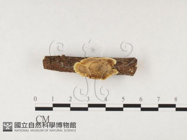 刺革菌屬藏品圖，第1張