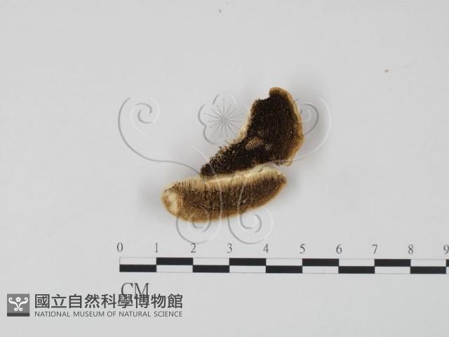 登錄號:F0006636藏品圖，第1張