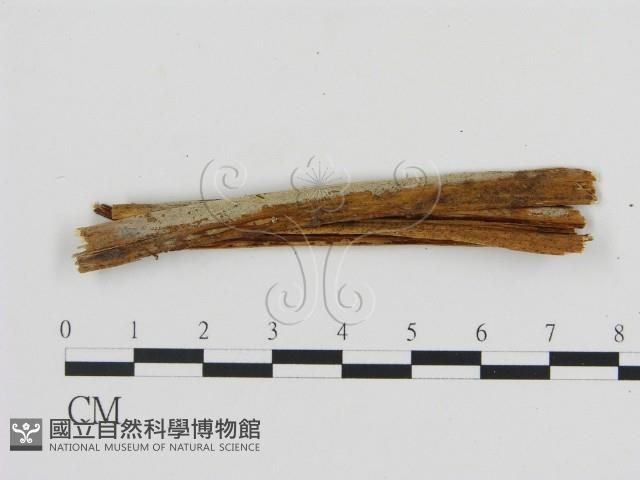 登錄號:F0016636藏品圖，第1張