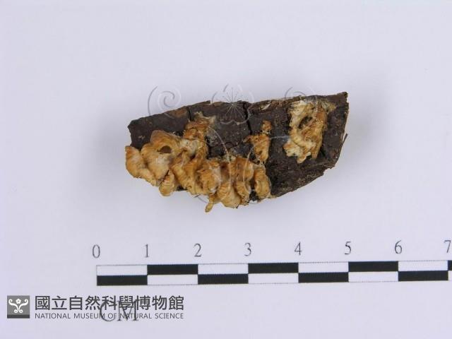 登錄號:F0001636藏品圖，第1張