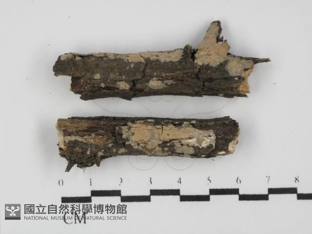 登錄號:F0031636藏品圖，第1張