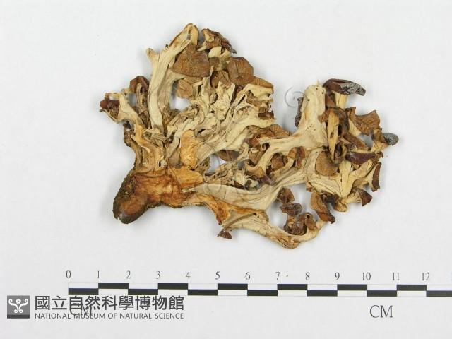 登錄號:F0004636藏品圖，第1張