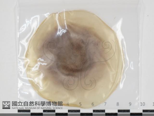 登錄號:F0034636藏品圖，第1張