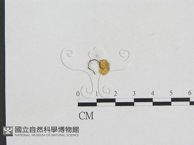 小菇屬藏品圖，第1張