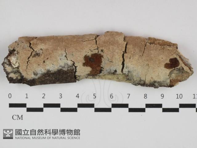登錄號:F0032636藏品圖，第1張