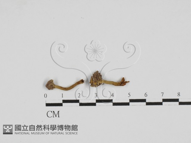登錄號:F0027636藏品圖，第1張