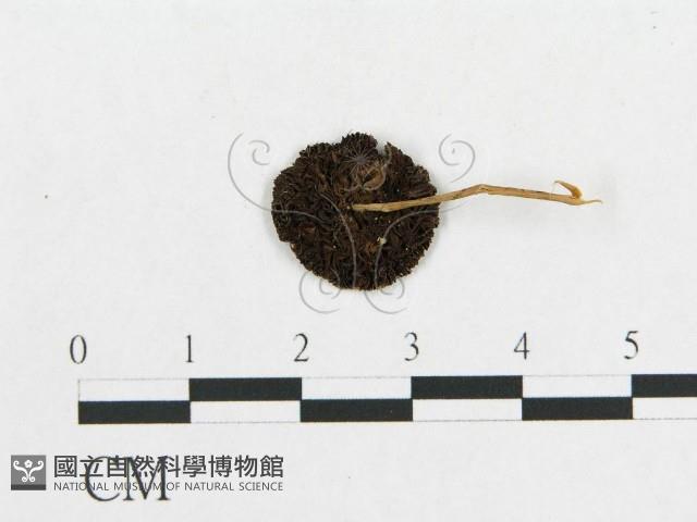 登錄號:F0007636藏品圖，第1張