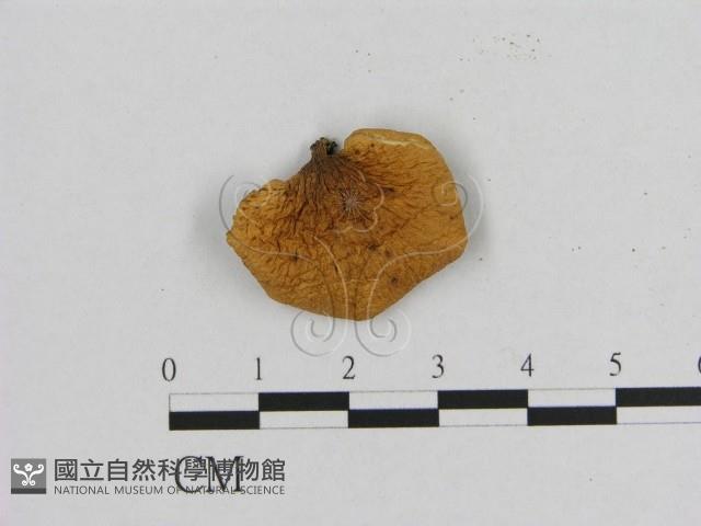 登錄號:F0005636藏品圖，第1張
