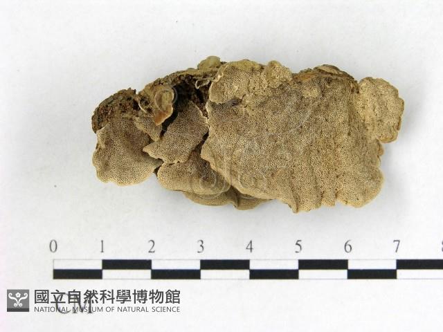 登錄號:F0015636藏品圖，第1張