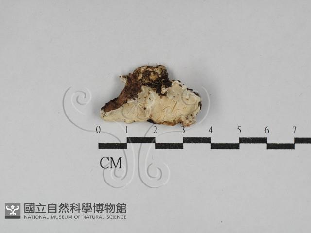 寡孔菌屬藏品圖，第1張