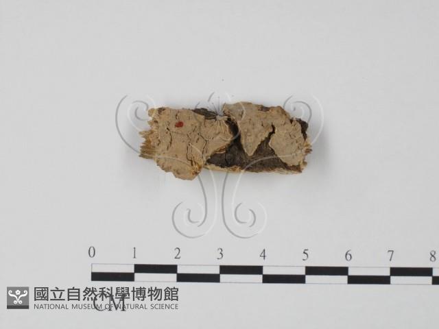 登錄號:F0009636藏品圖，第1張