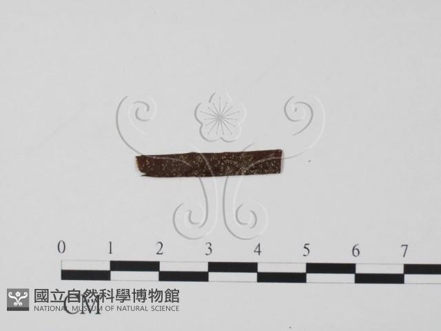 登錄號:F0019636藏品圖，第1張