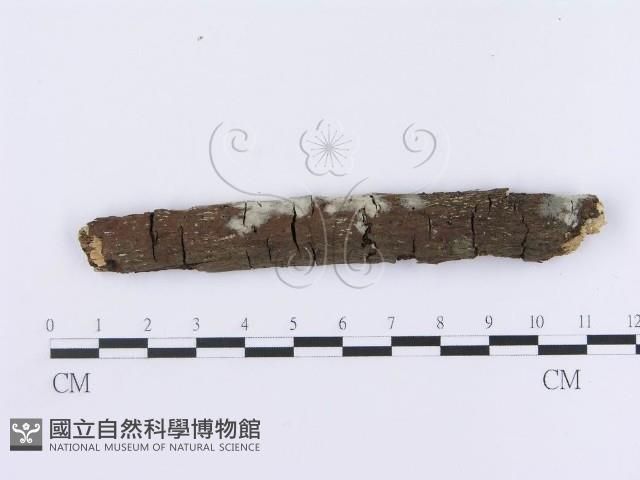 登錄號:F0003636藏品圖，第1張