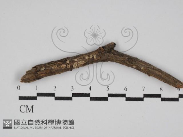 登錄號:F0013636藏品圖，第1張
