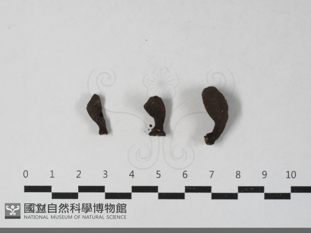 炭角菌屬藏品圖，第1張
