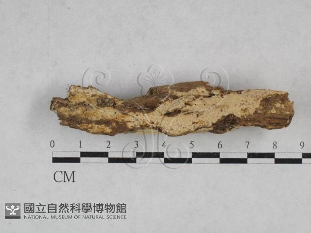 登錄號:F0028436藏品圖，第1張