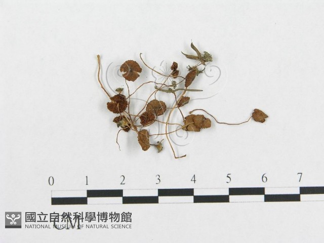 登錄號:F0008436藏品圖，第1張