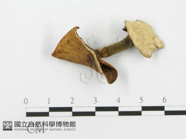 多孔菌屬藏品圖，第1張