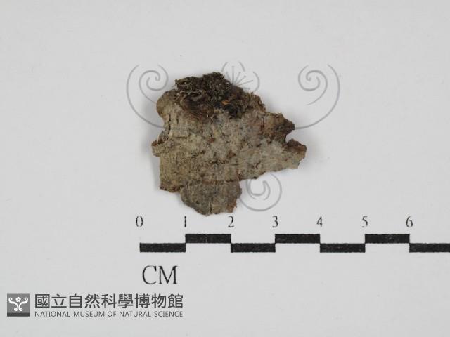 登錄號:F0030436藏品圖，第1張
