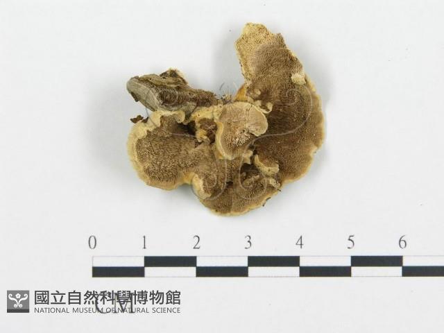 登錄號:F0006436藏品圖，第1張