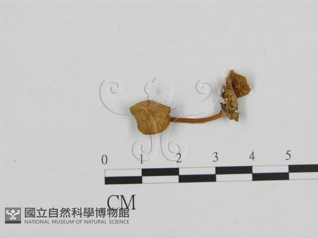 小菇屬藏品圖，第1張