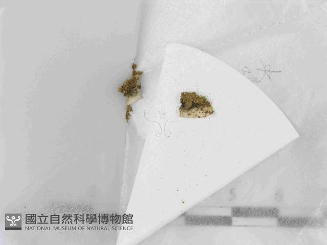 登錄號:F0021436藏品圖，第1張