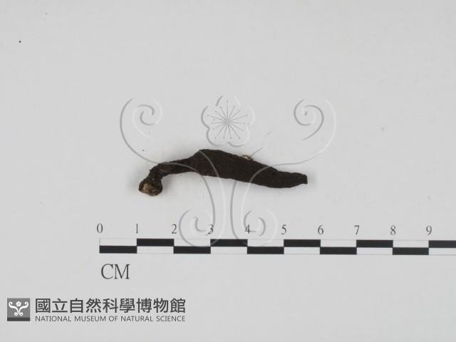 炭角菌屬藏品圖，第1張