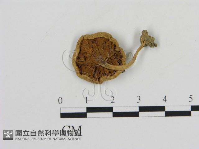 登錄號:F0011436藏品圖，第1張