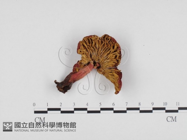 紅菇屬藏品圖，第1張