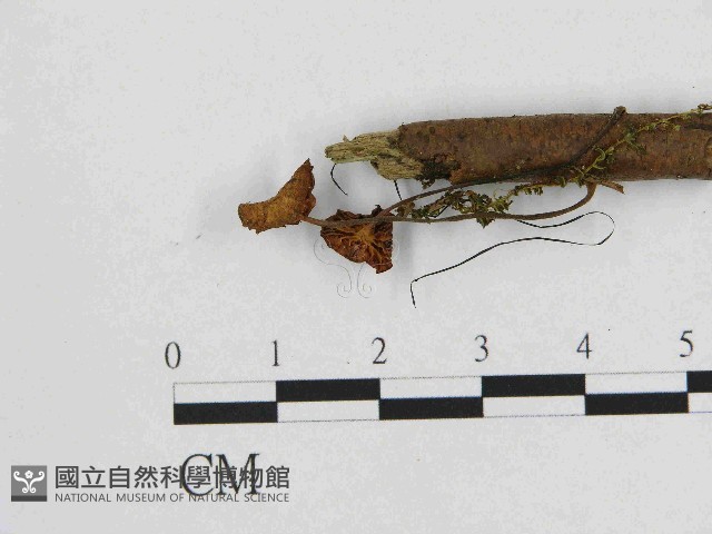 小皮傘屬藏品圖，第1張