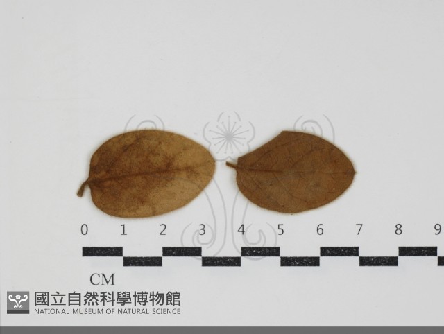 登錄號:F0034436藏品圖，第1張