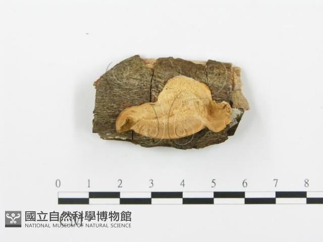 登錄號:F0002436藏品圖，第1張