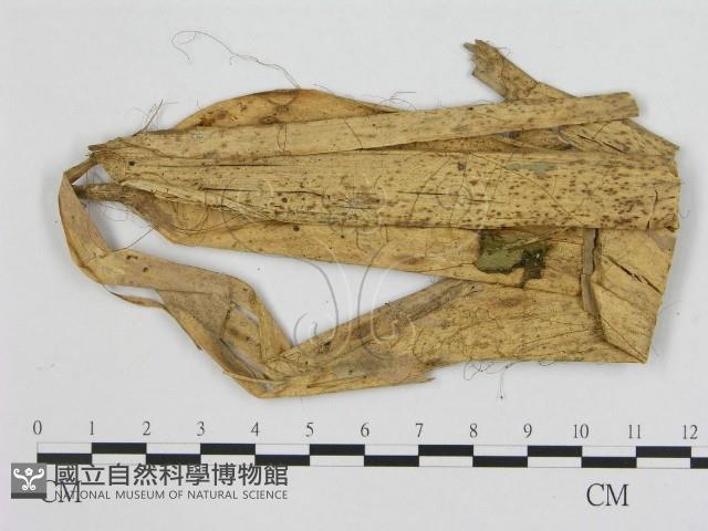 小皮傘屬藏品圖，第1張