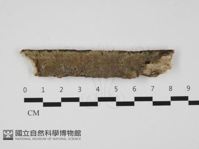 登錄號:F0032436藏品圖，第1張