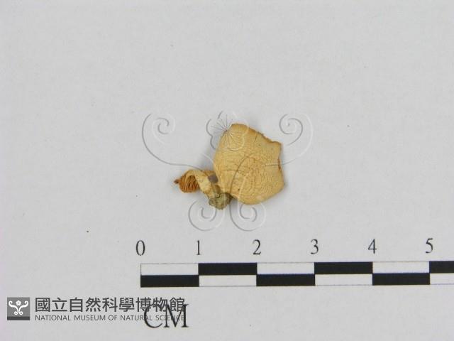 登錄號:F0007436藏品圖，第1張